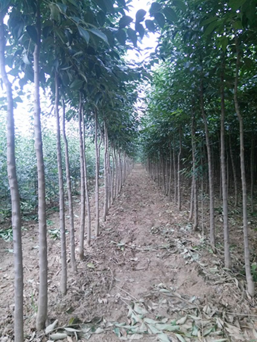 點擊查看詳細信息<br>標題：大葉女貞 閱讀次數：3464